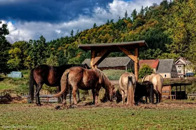 Zwierzęta w gospodarstwie agroturystycznym lub w pobliżu