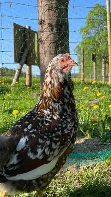 Zwierzęta w gospodarstwie agroturystycznym lub w pobliżu