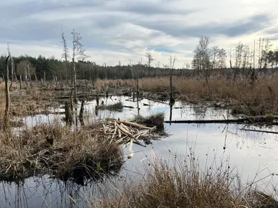 Przyroda w pobliżu tego domu wakacyjnego
