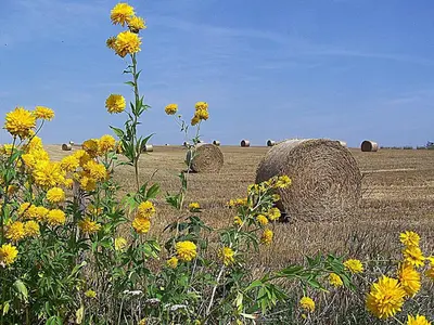 Przyroda w pobliżu tego gospodarstwa agroturystycznego