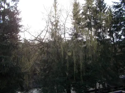 Przyroda w pobliżu tej kwatery prywatnej