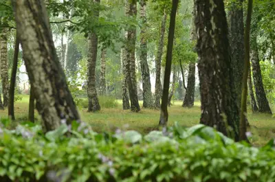 Przyroda w pobliżu tego domu wakacyjnego