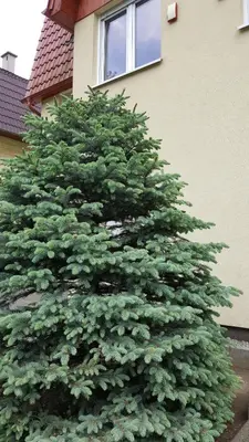 Plan piętra w obiekcie Apartament rodzinny z ogrodem - Bliżej Zdroju