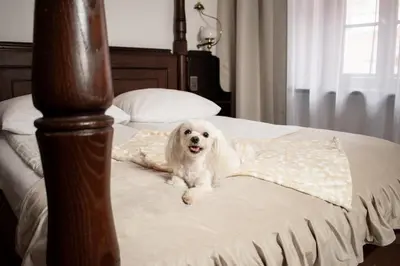Łóżko lub łóżka w pokoju w obiekcie Hotel Dwór Polski
