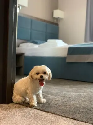 Zwierzęta zatrzymujące się w obiekcie Hotel Sleep Wrocław