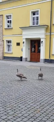 Zwierzęta w obiekcie B&B lub w pobliżu
