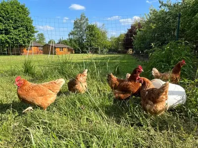 Zwierzęta w domku letniskowym lub w pobliżu