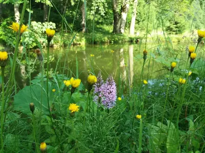 Przyroda w pobliżu tego domku letniskowego