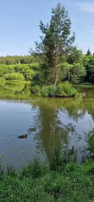 Przyroda w pobliżu tego apartamentu