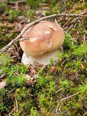 Plan piętra w obiekcie Osmelakowa Dolina