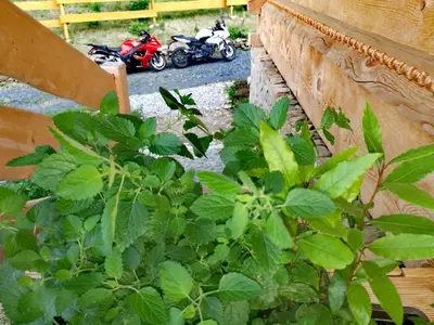 Ogród w obiekcie Osada Sudecka