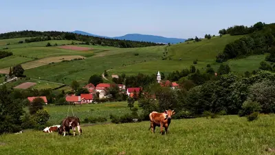Przyroda w pobliżu tego domu w stylu alpejskim