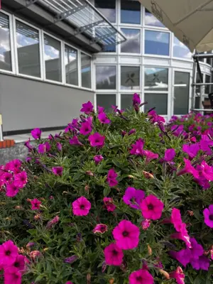 Ogród w obiekcie Hotel Miodowy