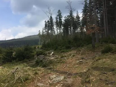 Przyroda w pobliżu tego apartamentu
