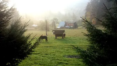 Zwierzęta w domu wakacyjnym lub w pobliżu