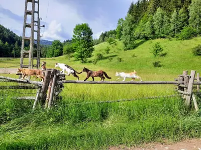 Zwierzęta w domku letniskowym lub w pobliżu