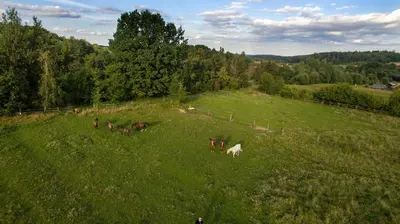 Zwierzęta w gospodarstwie agroturystycznym lub w pobliżu