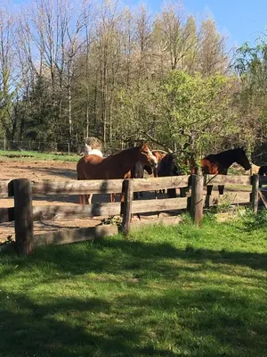 Zwierzęta w gospodarstwie agroturystycznym lub w pobliżu