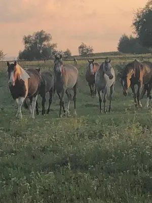 Zwierzęta w gospodarstwie agroturystycznym lub w pobliżu