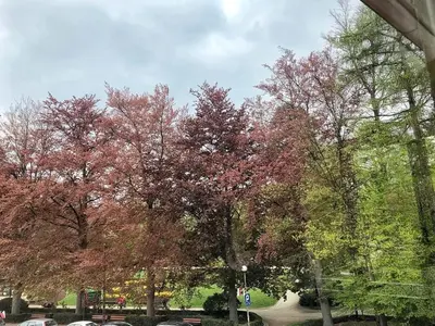 Ogród w obiekcie Apartamenty Asia Basia
