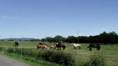 Zwierzęta w gospodarstwie agroturystycznym lub w pobliżu
