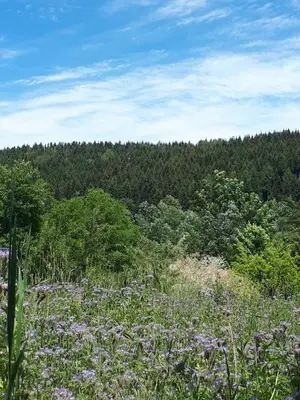 Przyroda w pobliżu tego apartamentu