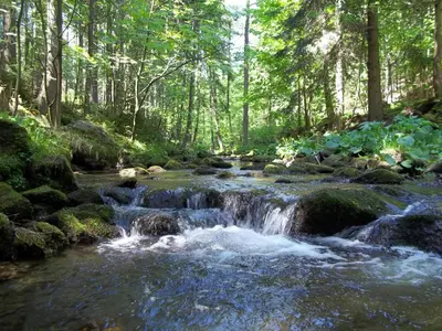 Przyroda w pobliżu tej kwatery prywatnej