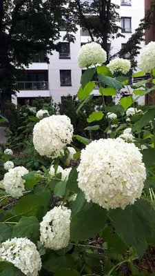 Ogród w obiekcie Vena apartment