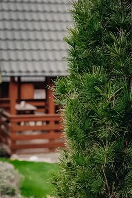 Ogród w obiekcie Domki u Basi
