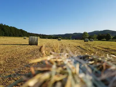 Przyroda w pobliżu tego gospodarstwa agroturystycznego