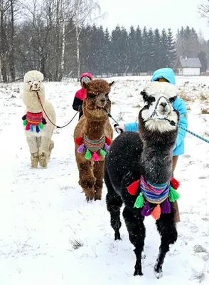 Zwierzęta w domu w stylu alpejskim lub w pobliżu