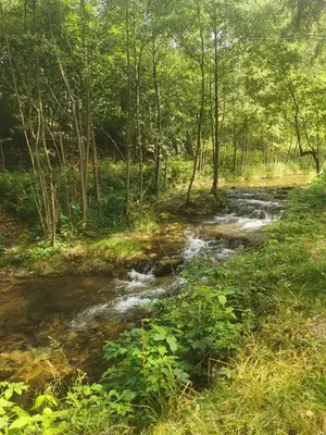 Przyroda w pobliżu tego domu w stylu alpejskim