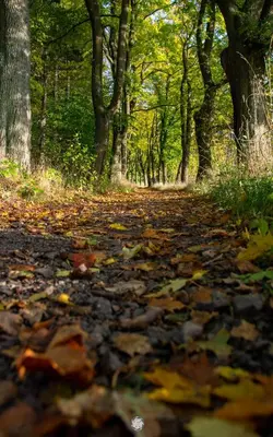 Przyroda w pobliżu tego apartamentu