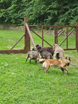 Zwierzęta w pensjonacie lub w pobliżu