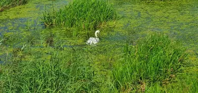 Zwierzęta w pensjonacie lub w pobliżu