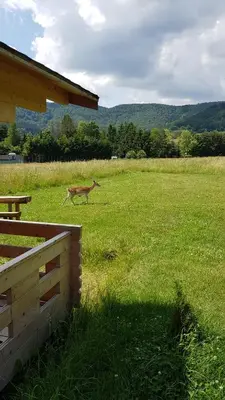 Przyroda w pobliżu tego domku letniskowego
