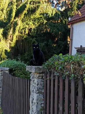 Zwierzęta zatrzymujące się w obiekcie GÓRNA VIBES