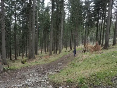 Przyroda w pobliżu tego apartamentu