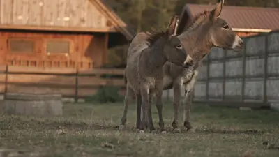 Zwierzęta w willi lub w pobliżu