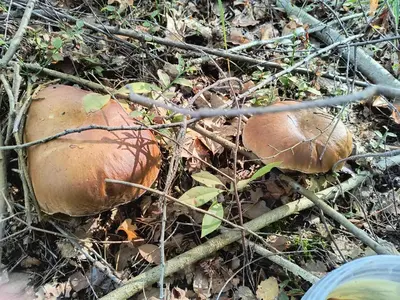 Plan piętra w obiekcie Noclegi nad stawami wypożyczalnia kajaków i rowerów