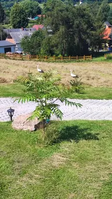Ogród w obiekcie DOMKI KOLOROWE