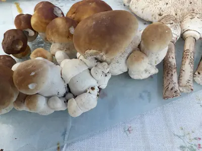 Plan piętra w obiekcie Garsoniera SOWA