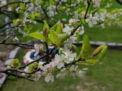 Ogród w obiekcie Ostoya Sulistrowiczki