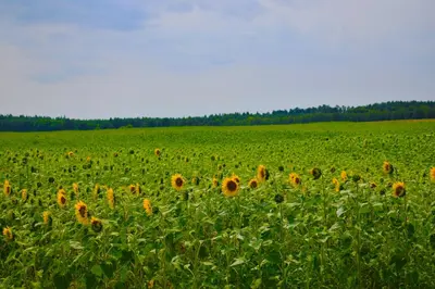 Przyroda w pobliżu tego apartamentu