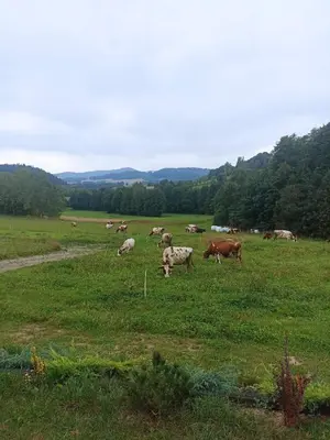 Zwierzęta w domu wakacyjnym lub w pobliżu