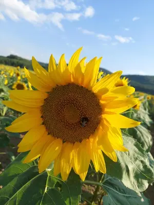 Plan piętra w obiekcie Sudety Canna House