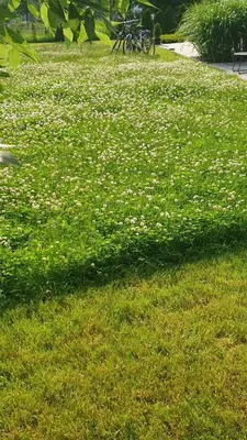 Ogród w obiekcie White Room Wrocław przy Wyspie Opatowickiej