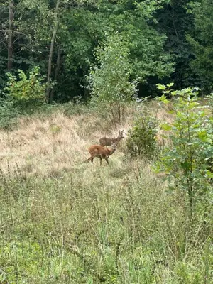 Zwierzęta w apartamencie lub w pobliżu