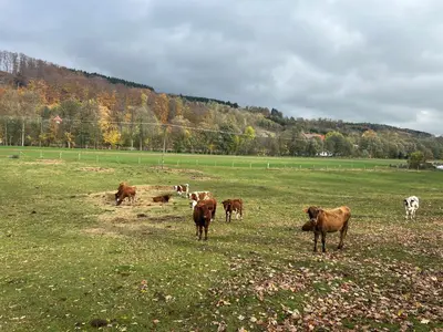 Zwierzęta w domu wakacyjnym lub w pobliżu