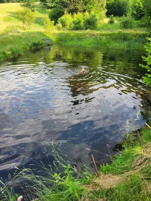 Przyroda w pobliżu tego domu wakacyjnego